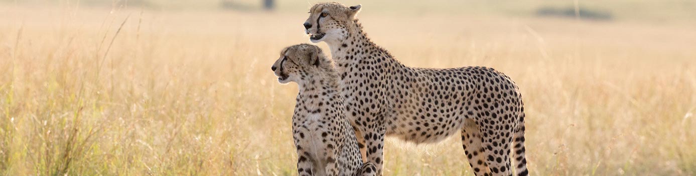 Two Cheetahs