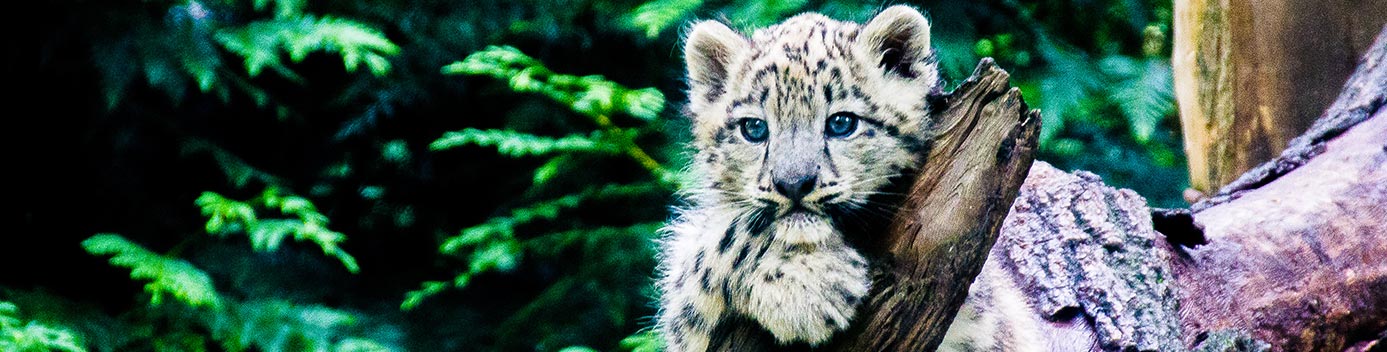 Spotted Cub